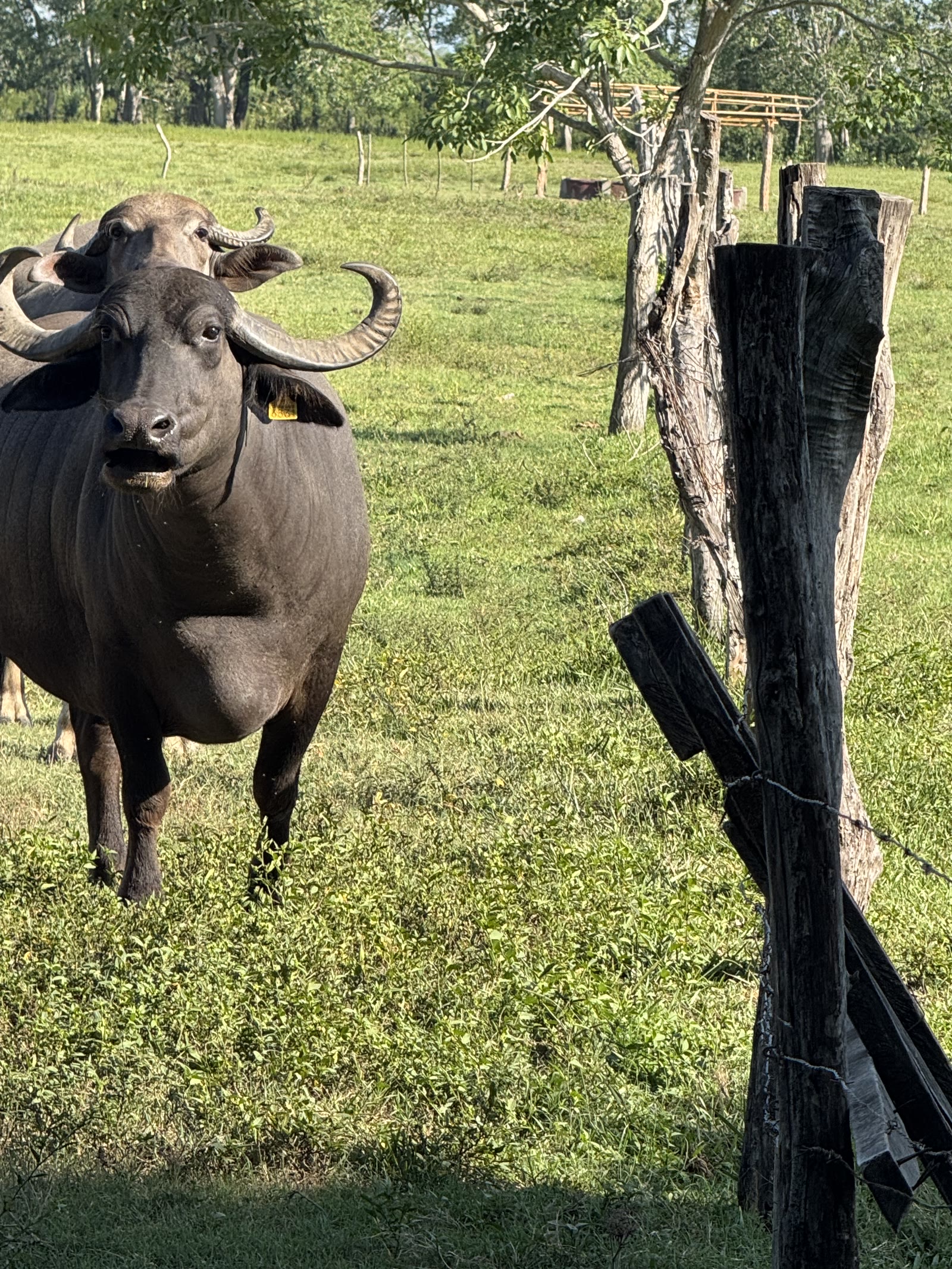 Búfalo de cerca junto a la cerca