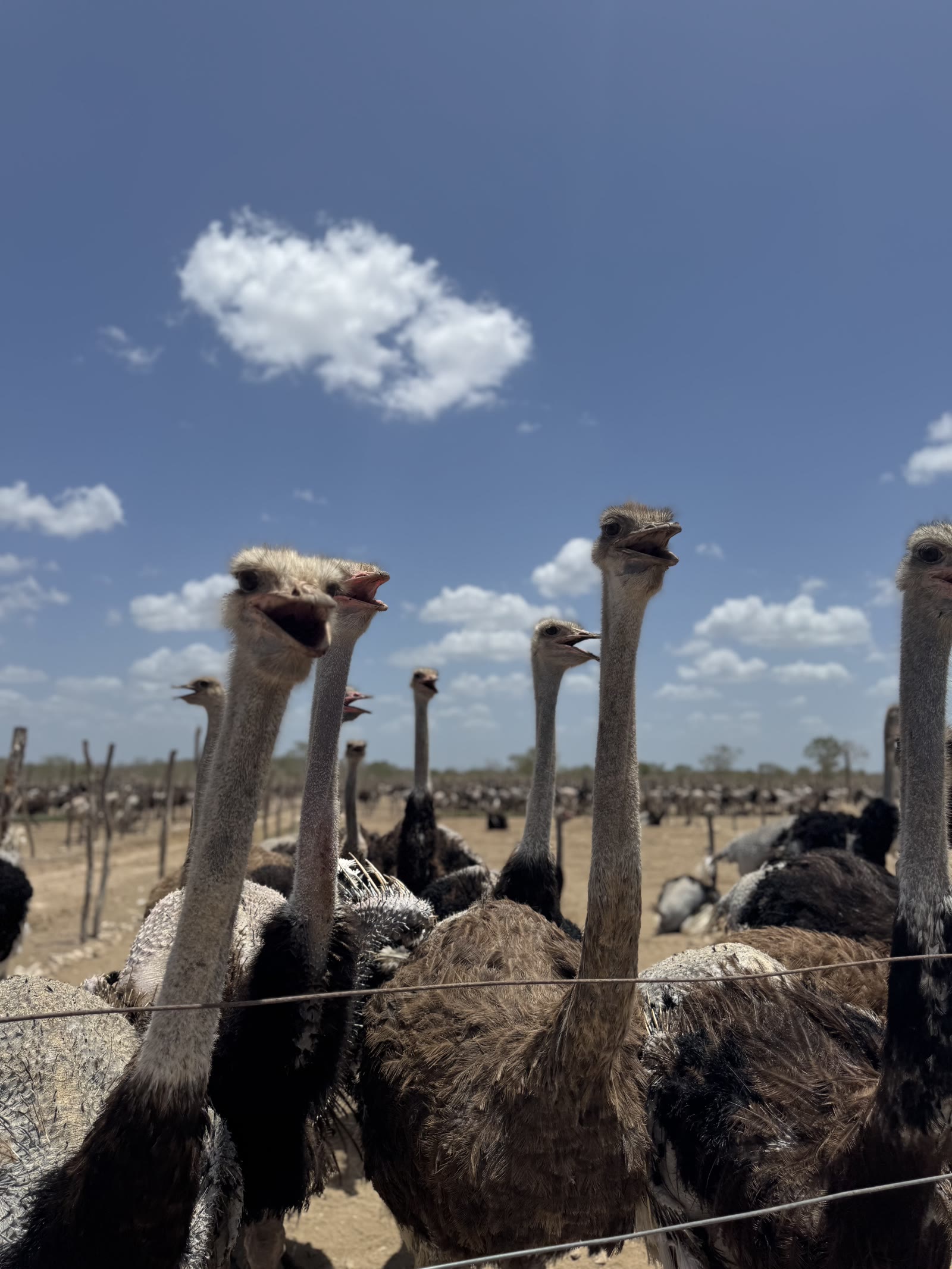 La granja de Mérida donde nacieron Luke y Leia, con cientos de avestruces