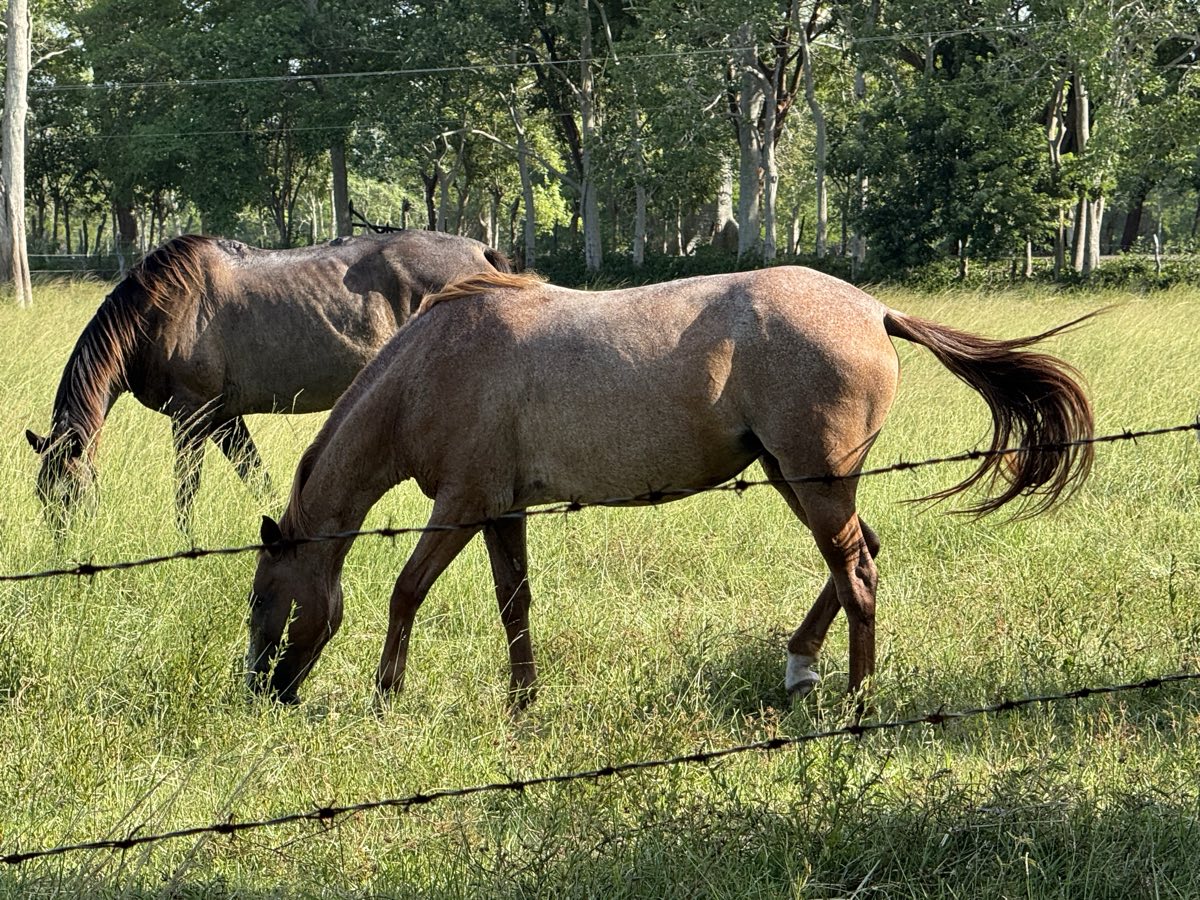 Tech y Echo, los dos caballos que siempre andan juntos