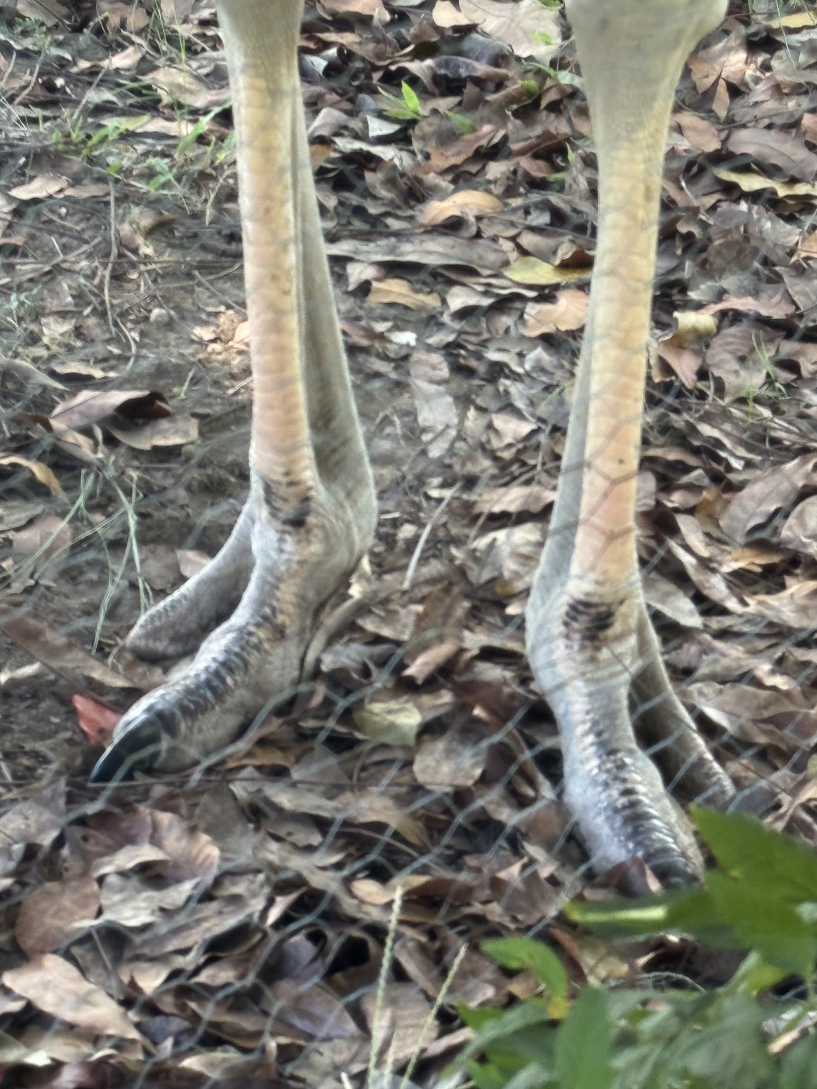 Patas de las avestruces, de cerca