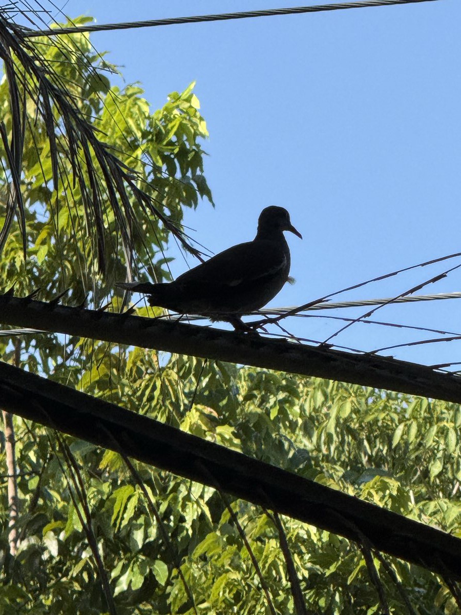Rogue Two alerta, posada en el cableado