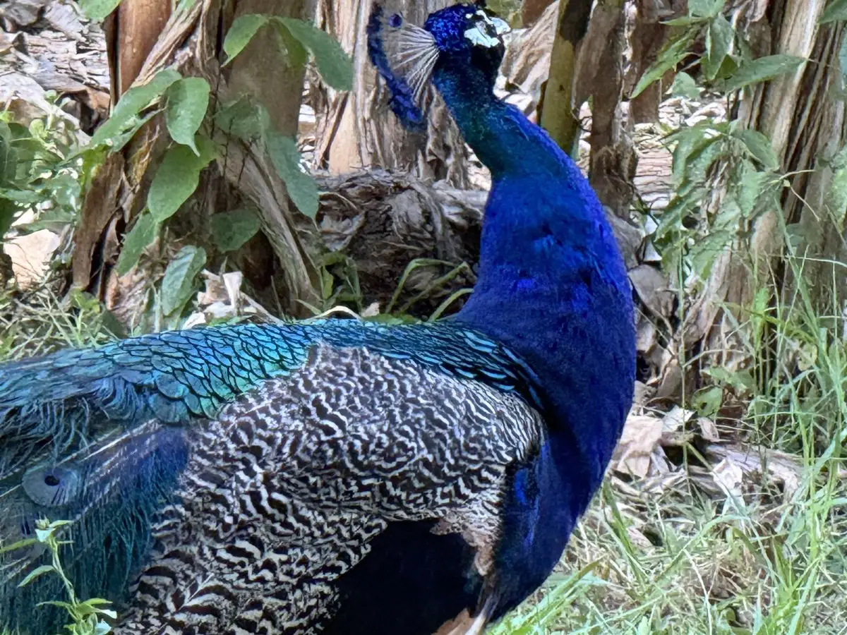 El Hijo, ya con su propio plumaje azul-verde completo