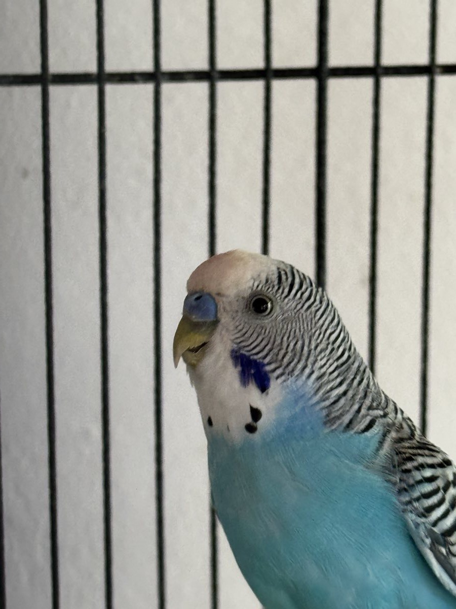 El Escuadrón Azul, retrato de uno de los pericos