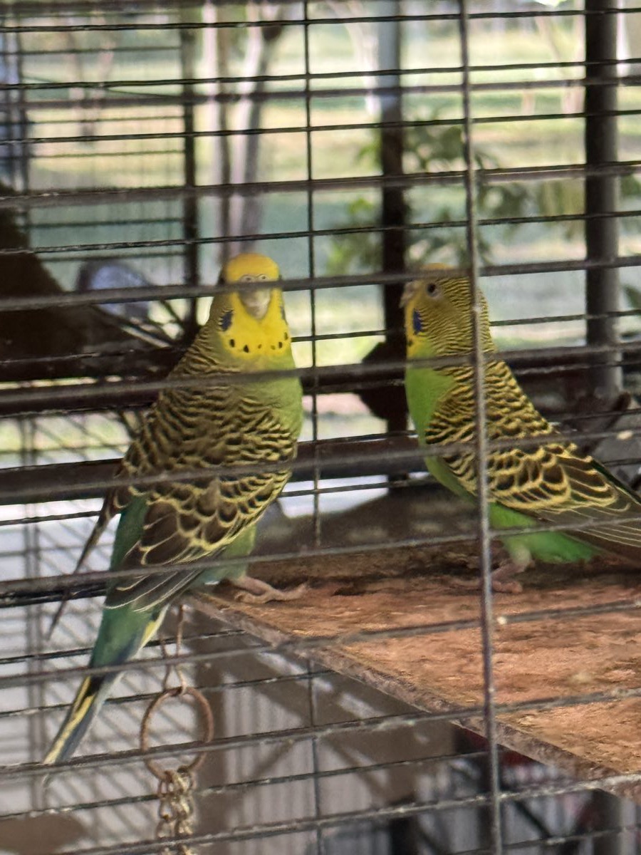 Perico azul, de cerca, mirando hacia el frente